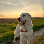 Agriturismo in Umbria per cani